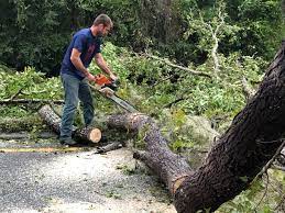 Reliable Nevada, IA Tree Care Services Solutions